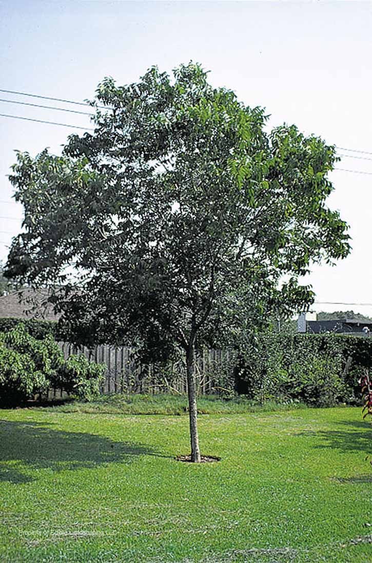 Nut Pecan Young Tree